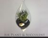 how to air plant and succulent terrariums