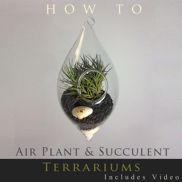 How to … Air Plant and Succulent Terrariums