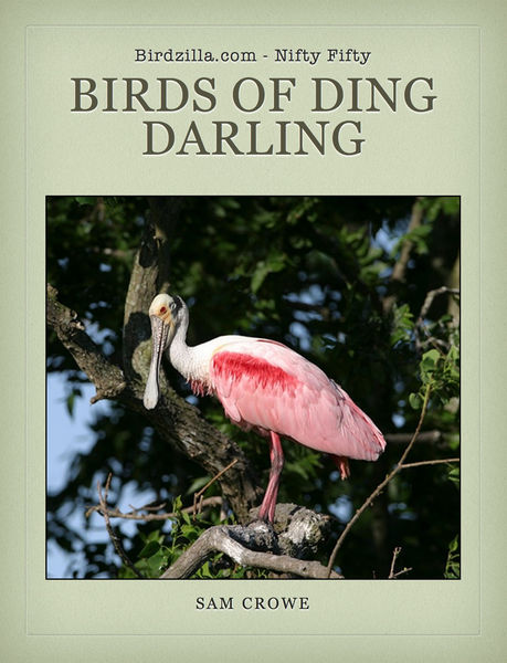 Birds of Ding Darling National Wildlife Refuge