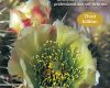 the alchemy of the desert third edition