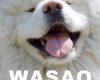 wasao the big puppy