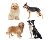 getting help from your dogs